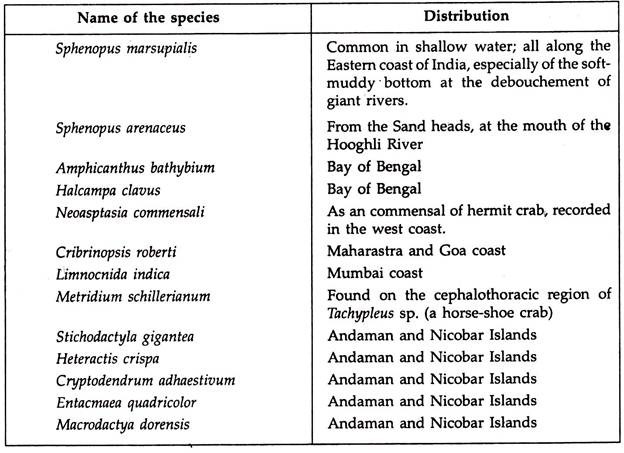 Cnidaria: A list of some Indian Sea anemones