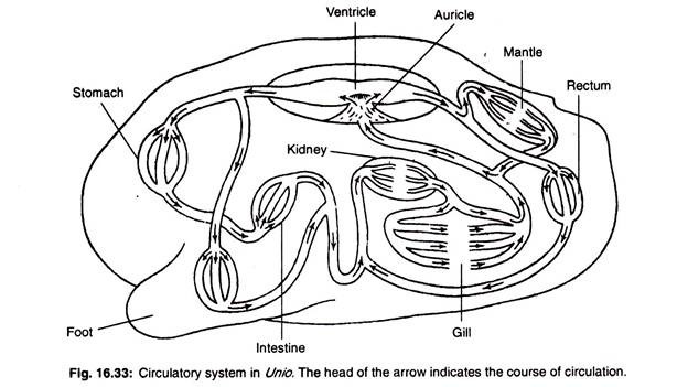 Circulatory system in Unio