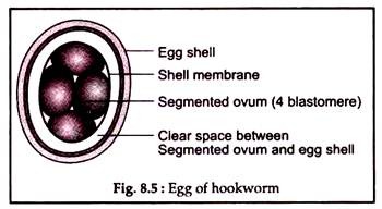 Egg of Hookworm