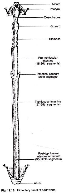 Alimentary canal of earthworm