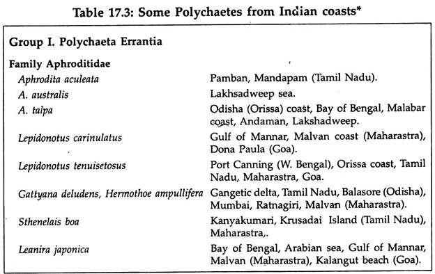 Some polychaetes from Indian Coasts