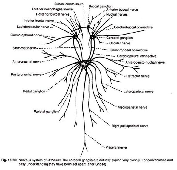 Nervous system of achatina