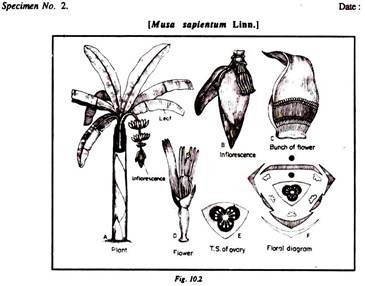 Specimen No. 2