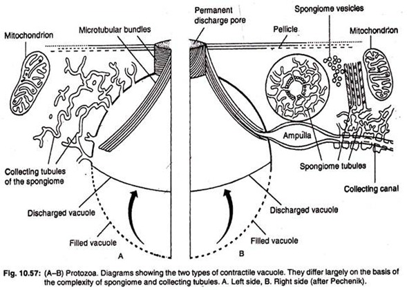 Two types of contractile vacuole