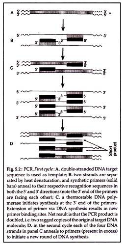 PCR, First Cycle