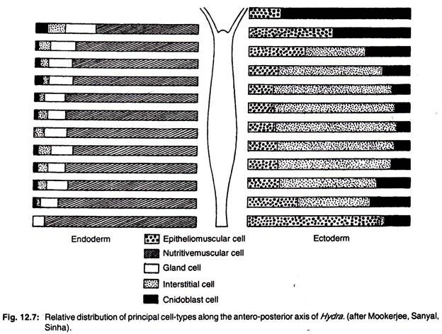 Relative distribution of principal cell-types along the antero-posterior axis of hydra