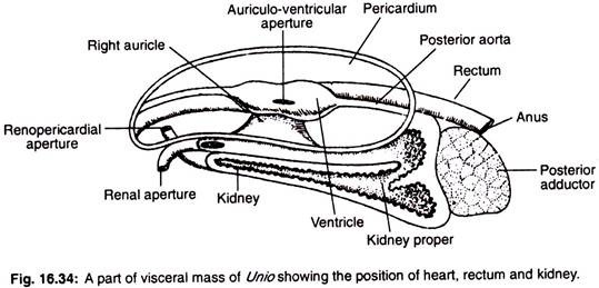 A part of visceral mass of Unio showing the position of heart, rectum and kidney