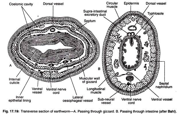 Transverse section of earthworm