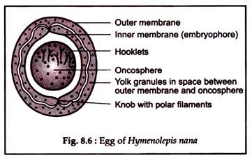 Egg of Hymenolepis Nana