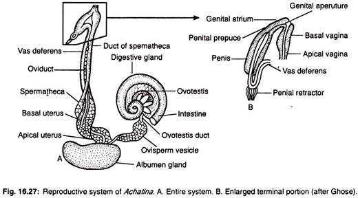 Reproductive system of achatina