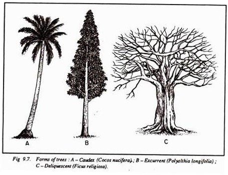 Forms of Trees