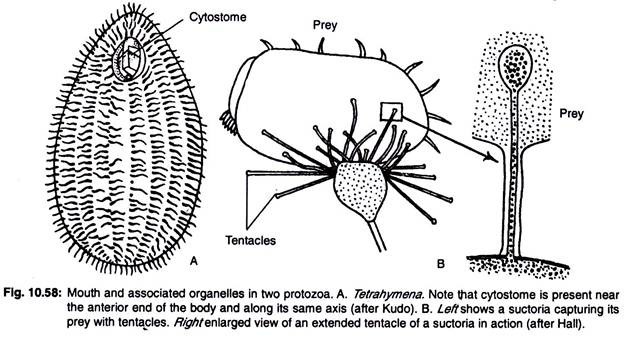 Mouth and associated organelles in two protozoa