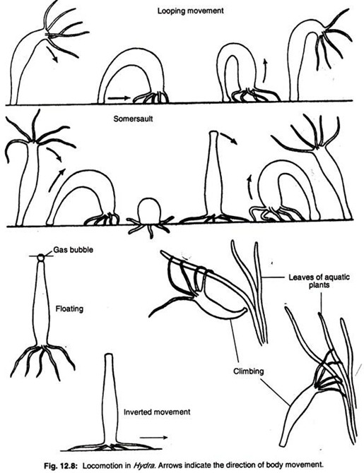 Locomotion in hydra