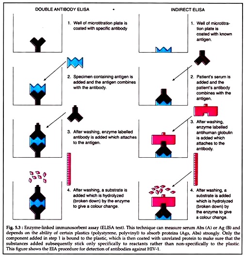 Enzyme-Linked Immunosorbent Assay