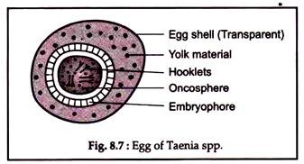 Egg of Taenia spp.