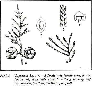 Cupressus Sp.