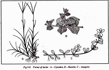 Forms of Herbs