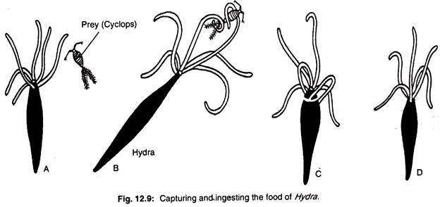 Capturing and ingesting the food of hydra