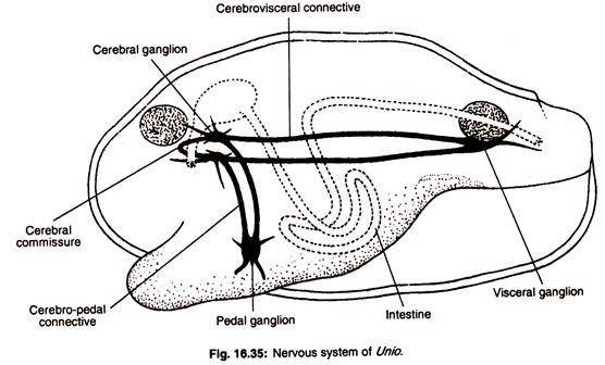 Nervous system of Unio