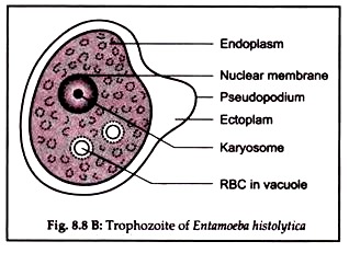 Trophozoite of Entamoeba Histolytica