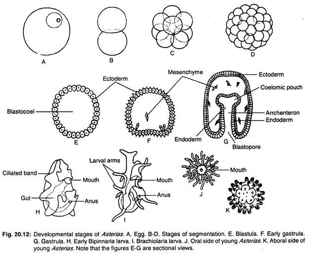 Development stages of asterias