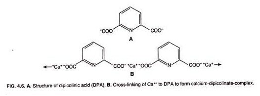 Structure of dipicolinic acid and Cross-linking of Ca++ to DPA to form calcium dipicolinate complex