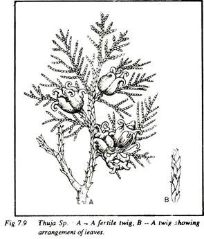 Thuja Sp.