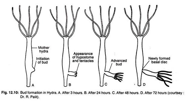 Bud formation in hydra 