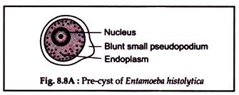 Pre-Cyst of Entamoeba Histolytica