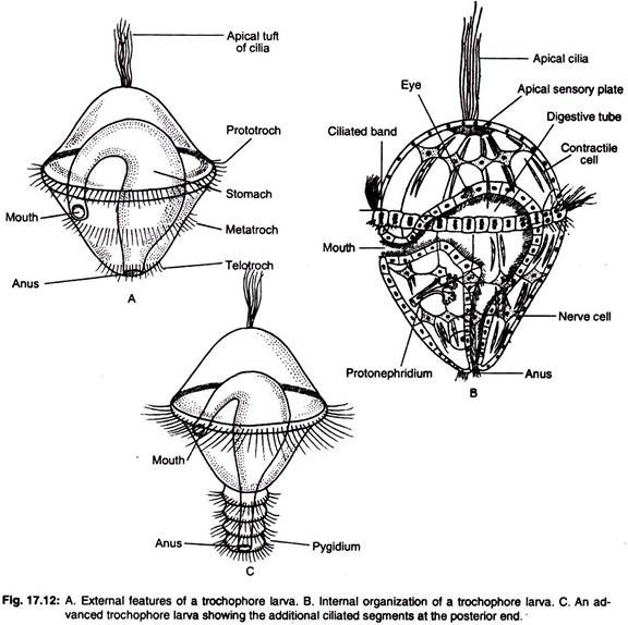 A. External Features of a Trocophore Larva