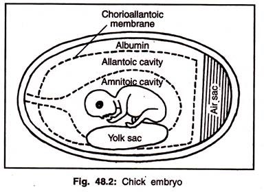 Chick Embryo