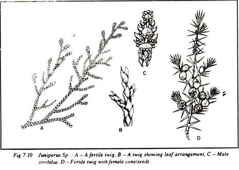 Juniperus Sp.