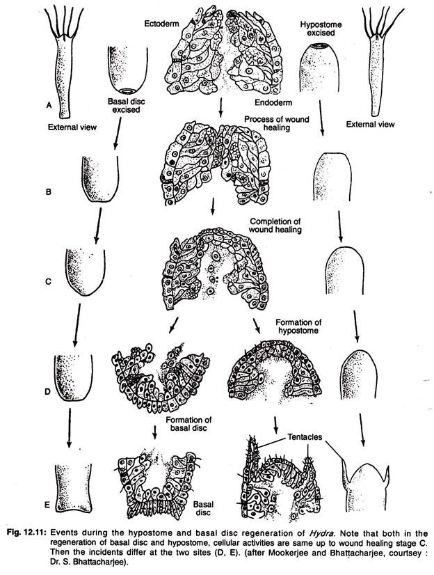 Events during the hypostome and basal disc regeneration of hydra