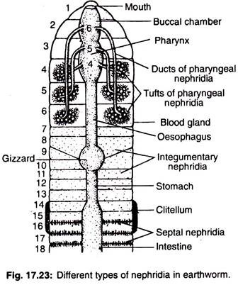 Different types of nephridia in earthworm