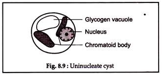 Uninucleate Cyst