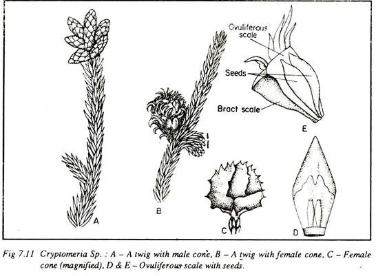 Cryptomeria Sp.