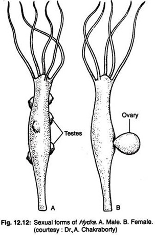 Sexual forms of hydra