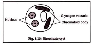 Binucleate Cyst