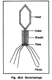 Bacteriophage