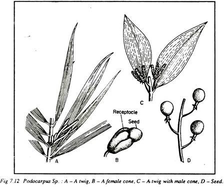 Podocarpus Sp.