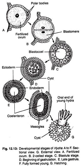 Developmental stages of hydra