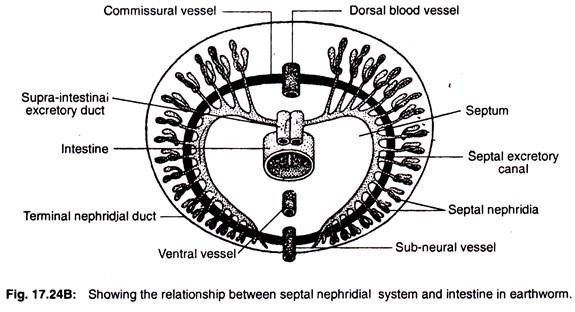 The relationship between septal nephridial system and intestine in earthworm