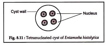 Tetranucleated Cyst