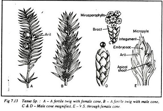 Taxus Sp.