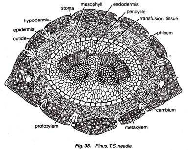 Pinus. T.S. Needle