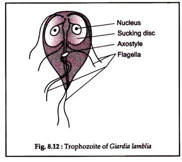 Trophozoite of Giardia Lamblia