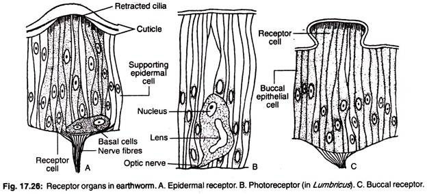 Receptor organs in earthworm