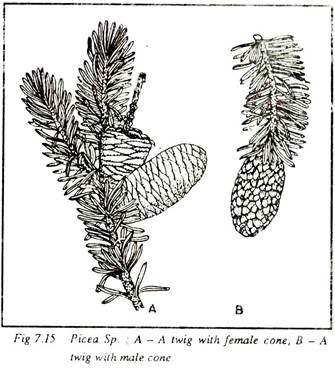 Picea Sp.