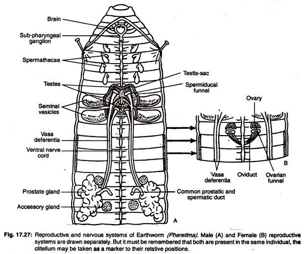 Reproductive and nervous systems of earthworm