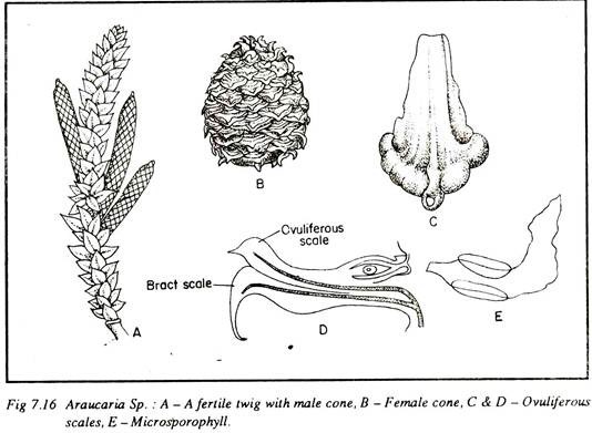 Araucaria Sp.